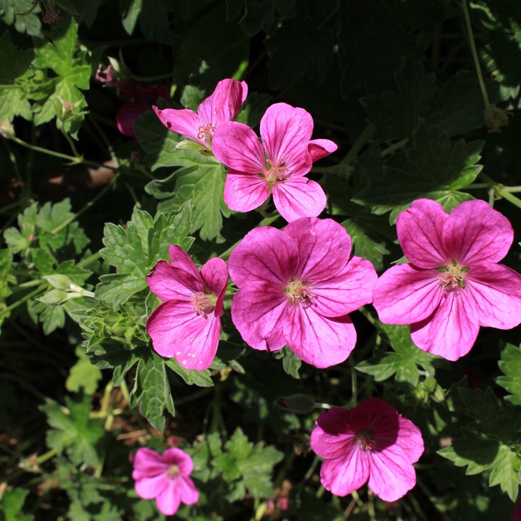 Geranium riversleaianum Russell Prichard - Ooievaarsbek
