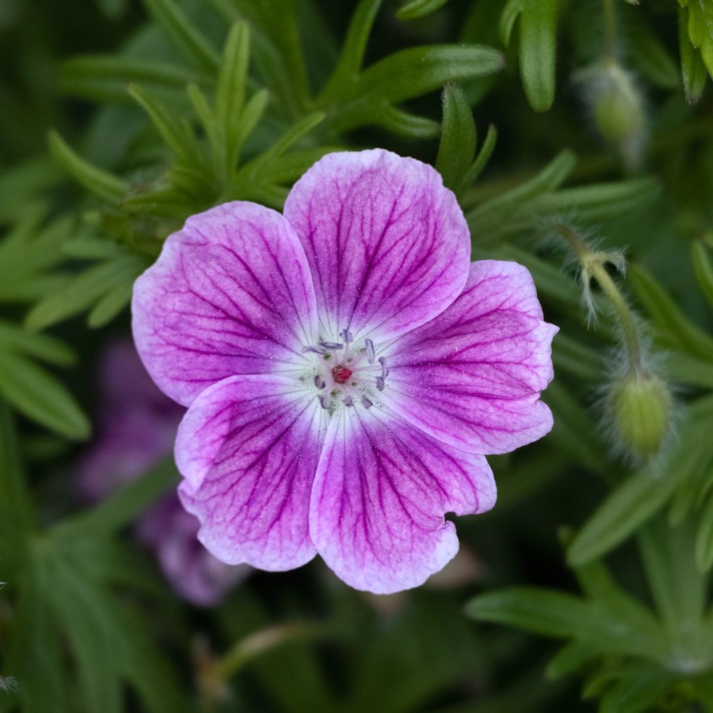Geranium sanguineum Elke - Bloedooievaarsbek