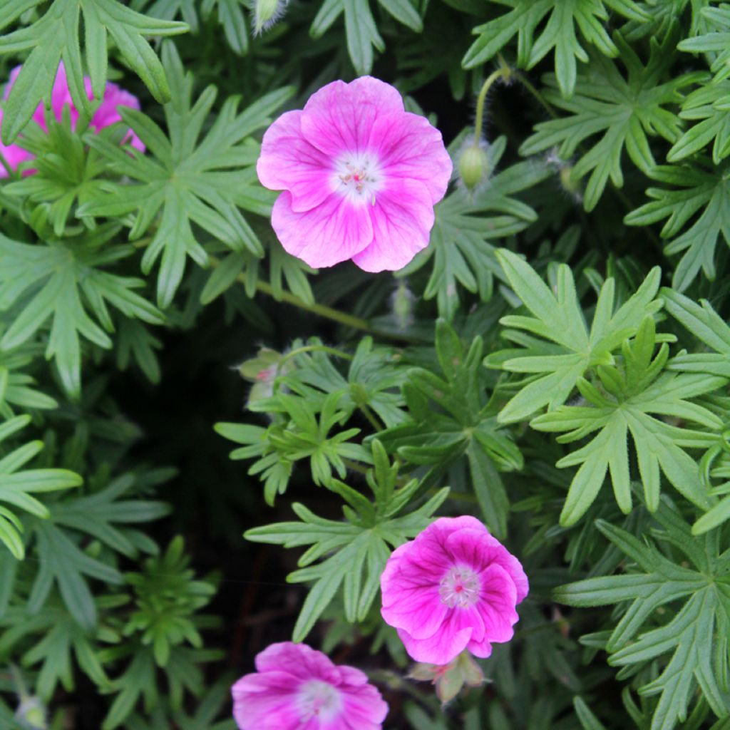 Geranium sanguineum Elke - Bloedooievaarsbek