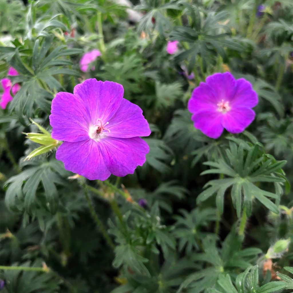 Geranium sanguineum - Bloedooievaarsbek