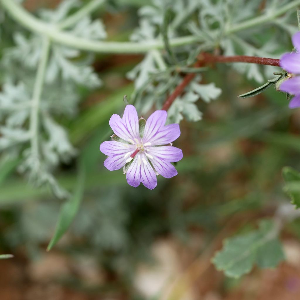Geranium tuberosum - Knolooievaarsbek