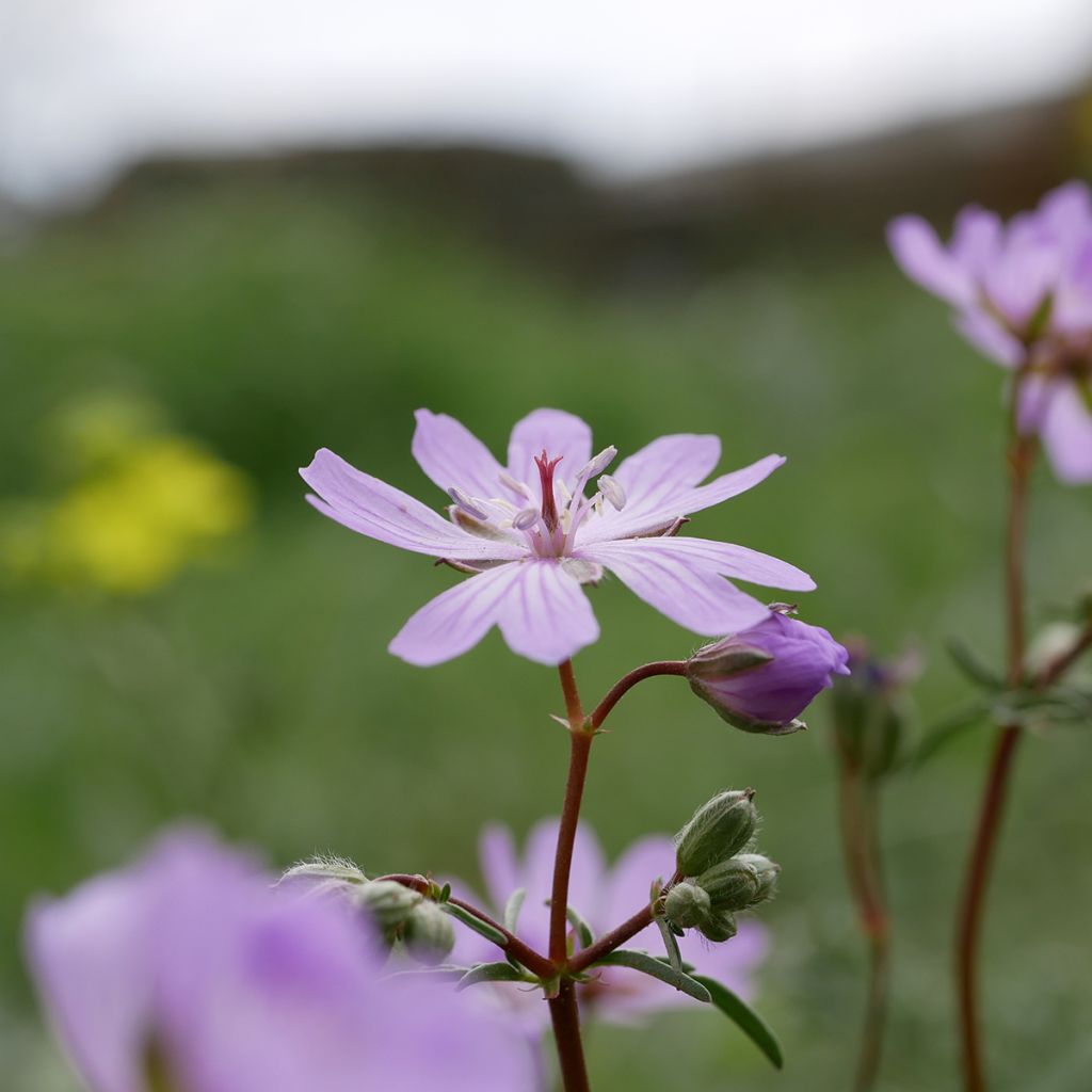 Geranium tuberosum - Knolooievaarsbek