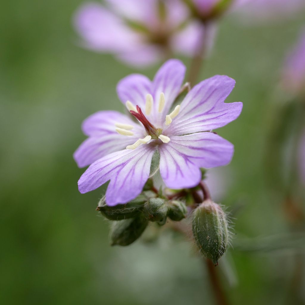 Geranium tuberosum - Knolooievaarsbek