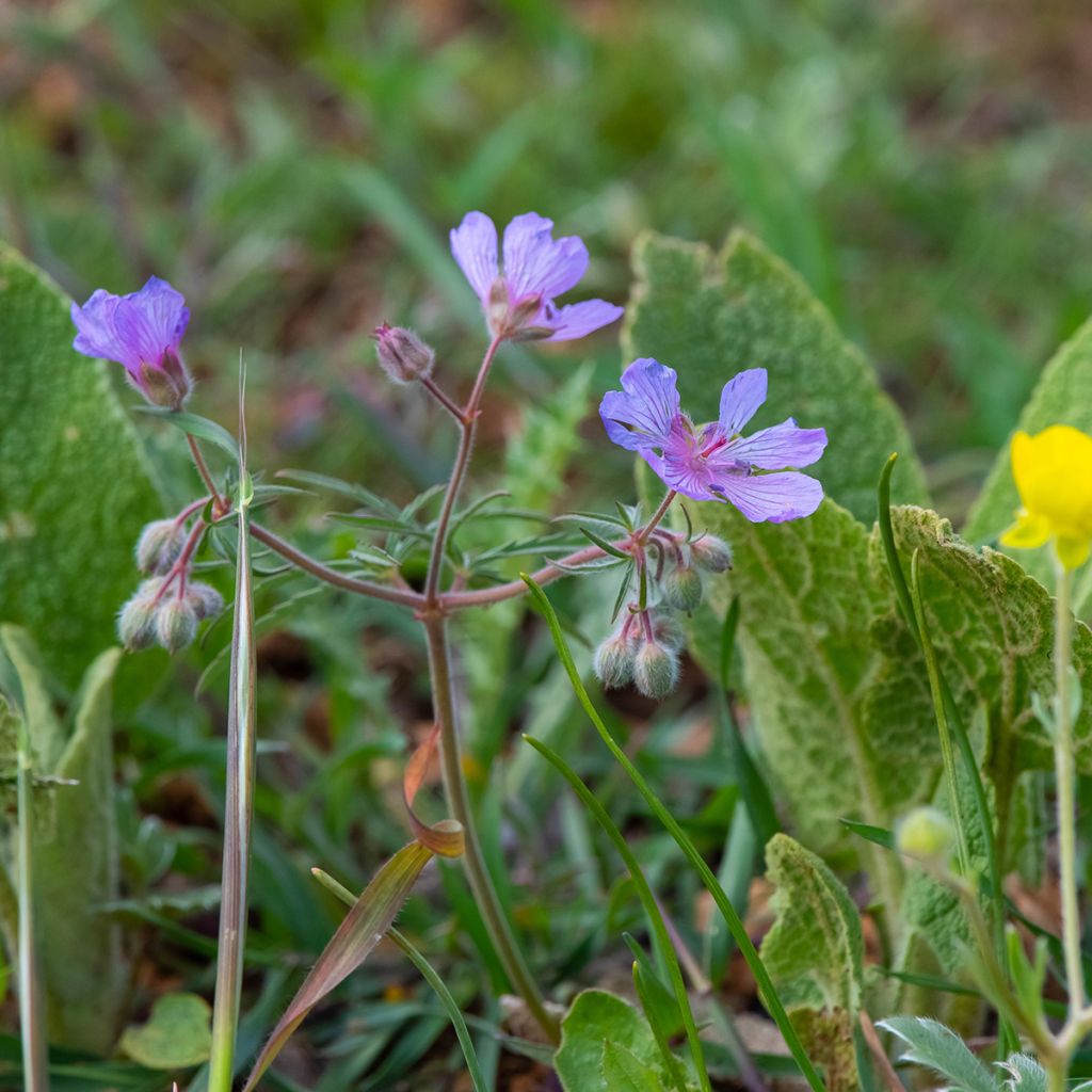 Geranium tuberosum - Knolooievaarsbek