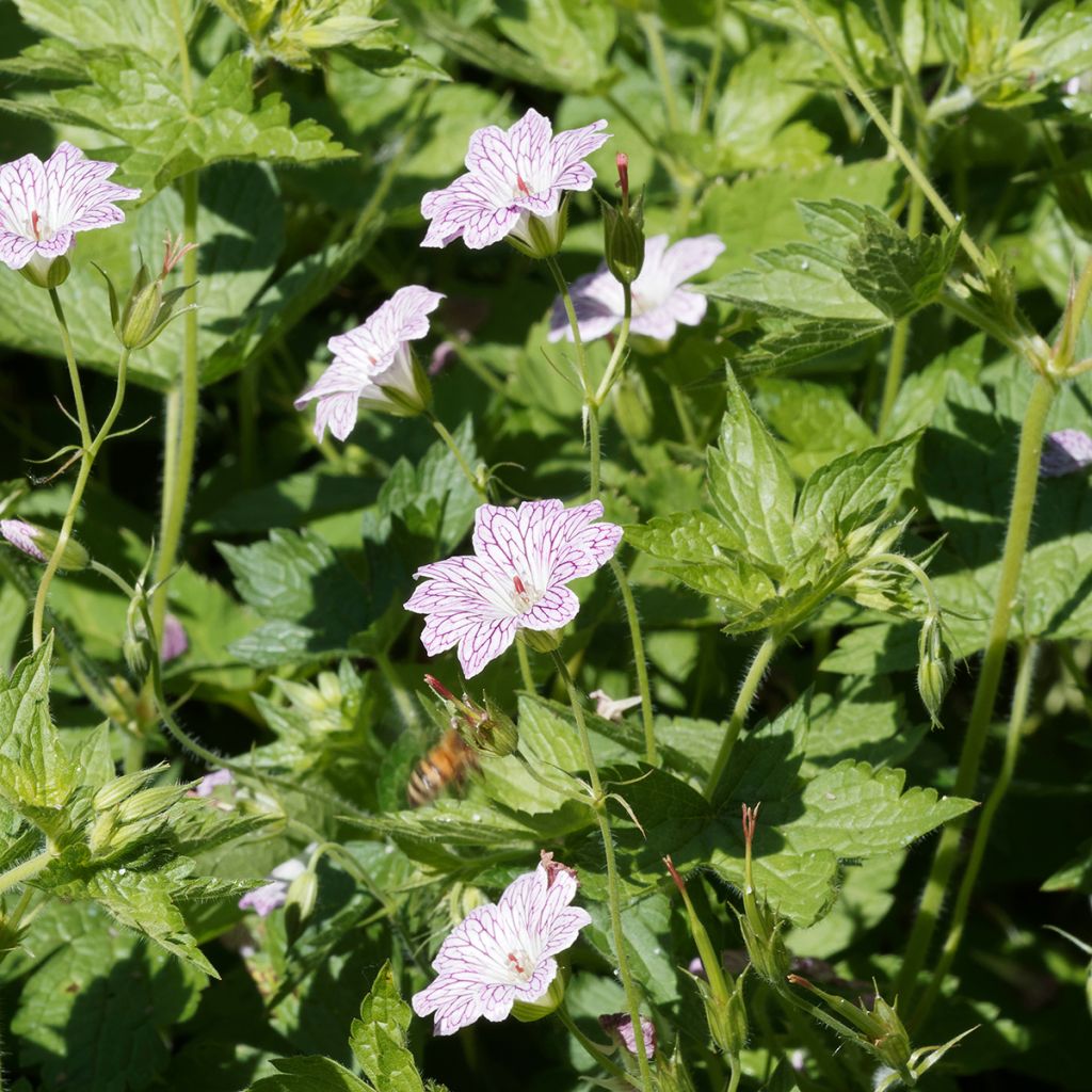 Geranium versicolor - Ooievaarsbek