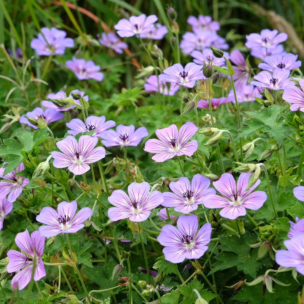 Geranium wallichianum Havana Blues - Ooievaarsbek