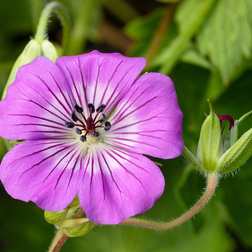 Geranium wallichianum Magical® All Summer Delight - Ooievaarsbek