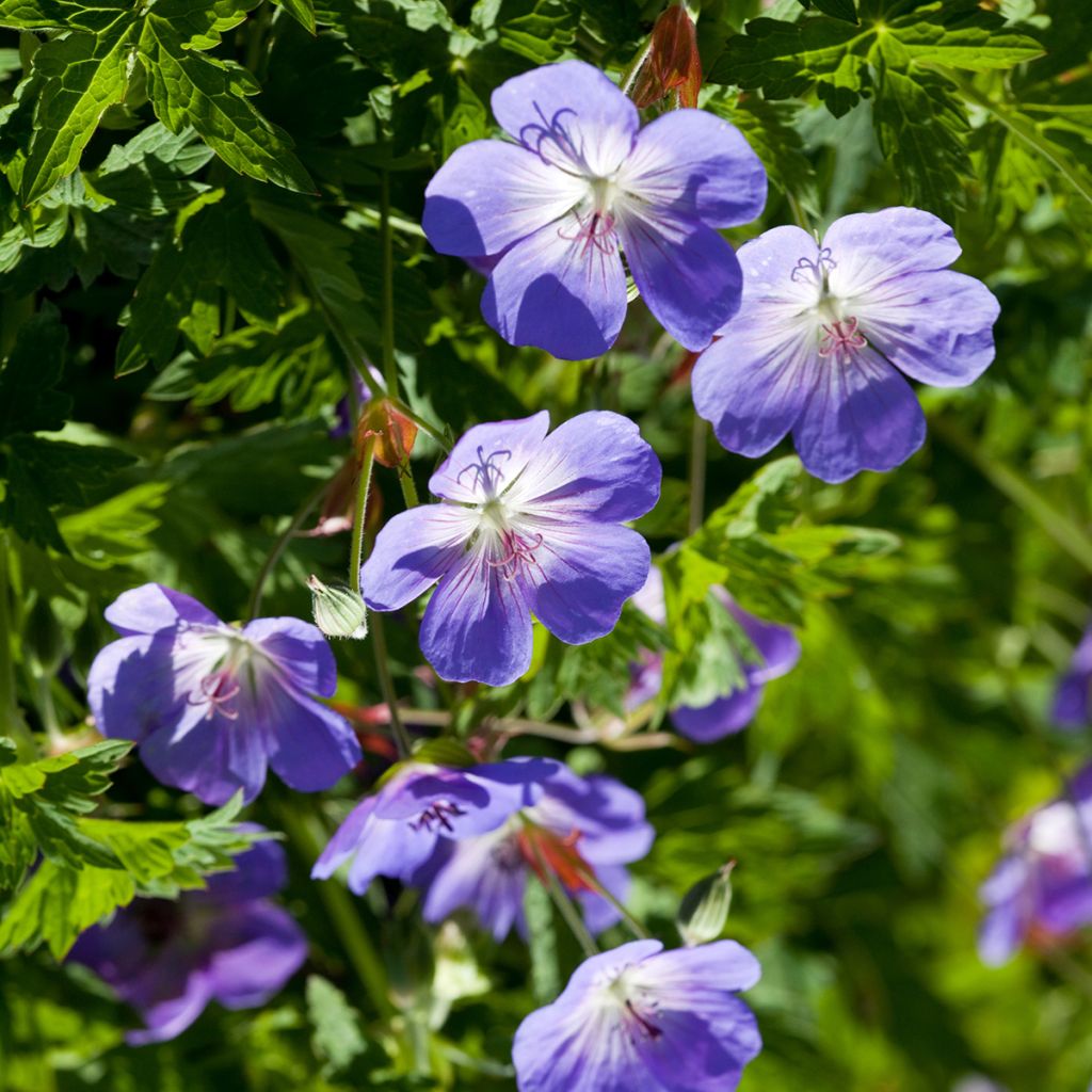 Geranium wlassovianum - Ooievaarsbek