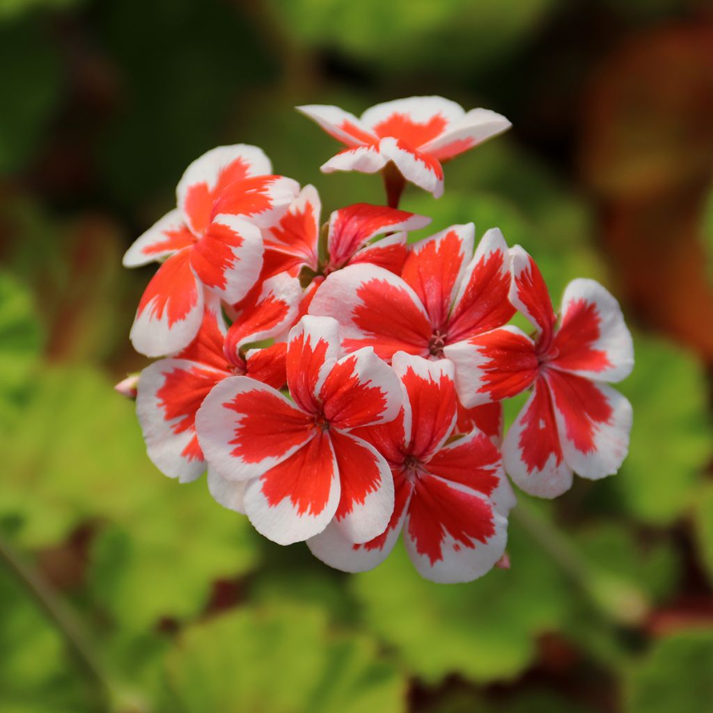 Pelargonium Mrs Wren - Zonale geranium