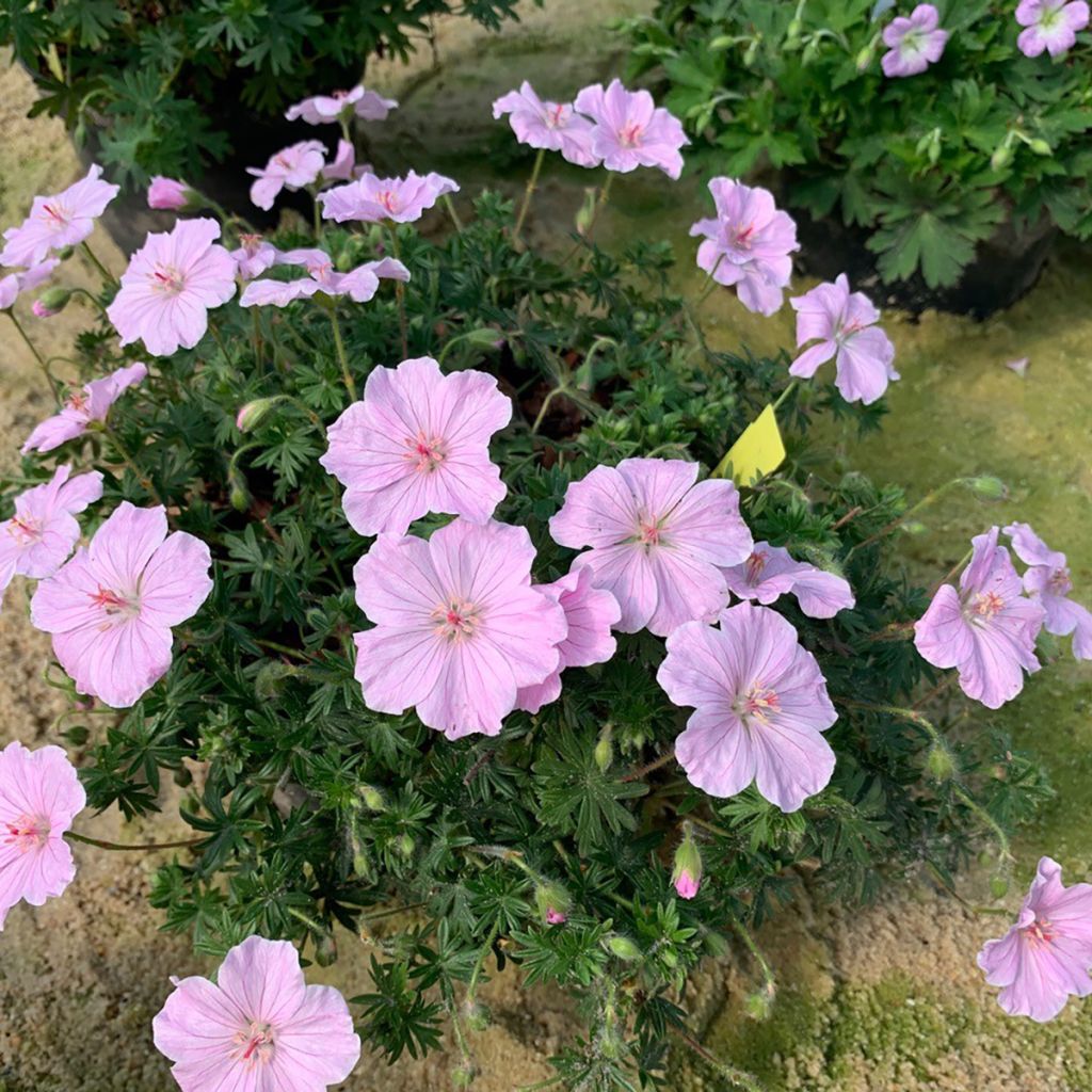 Geranium sanguineum Frivolius Pink - Bloedooievaarsbek
