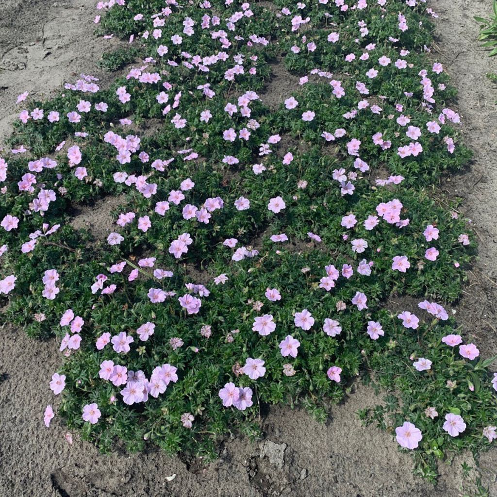 Geranium sanguineum Frivolius Pink - Bloedooievaarsbek