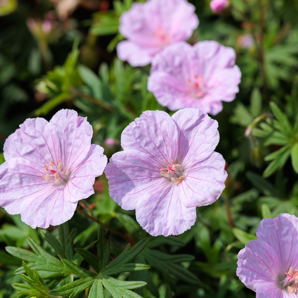 Geranium sanguineum Frivolius Pink - Bloedooievaarsbek
