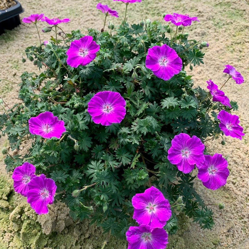 Geranium sanguineum Frivolius Purple - Bloedooievaarsbek