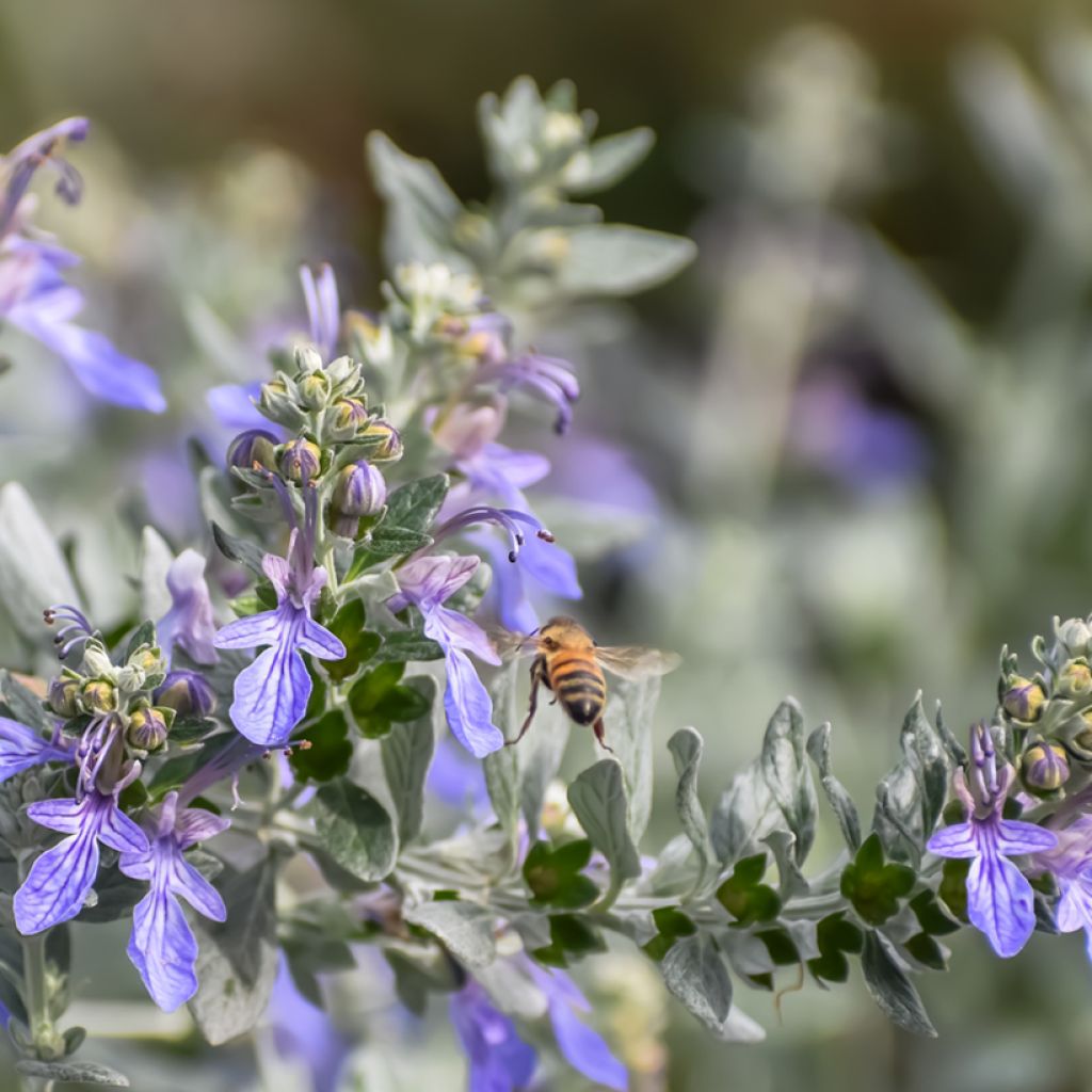Teucrium fruticans - Struikgamander
