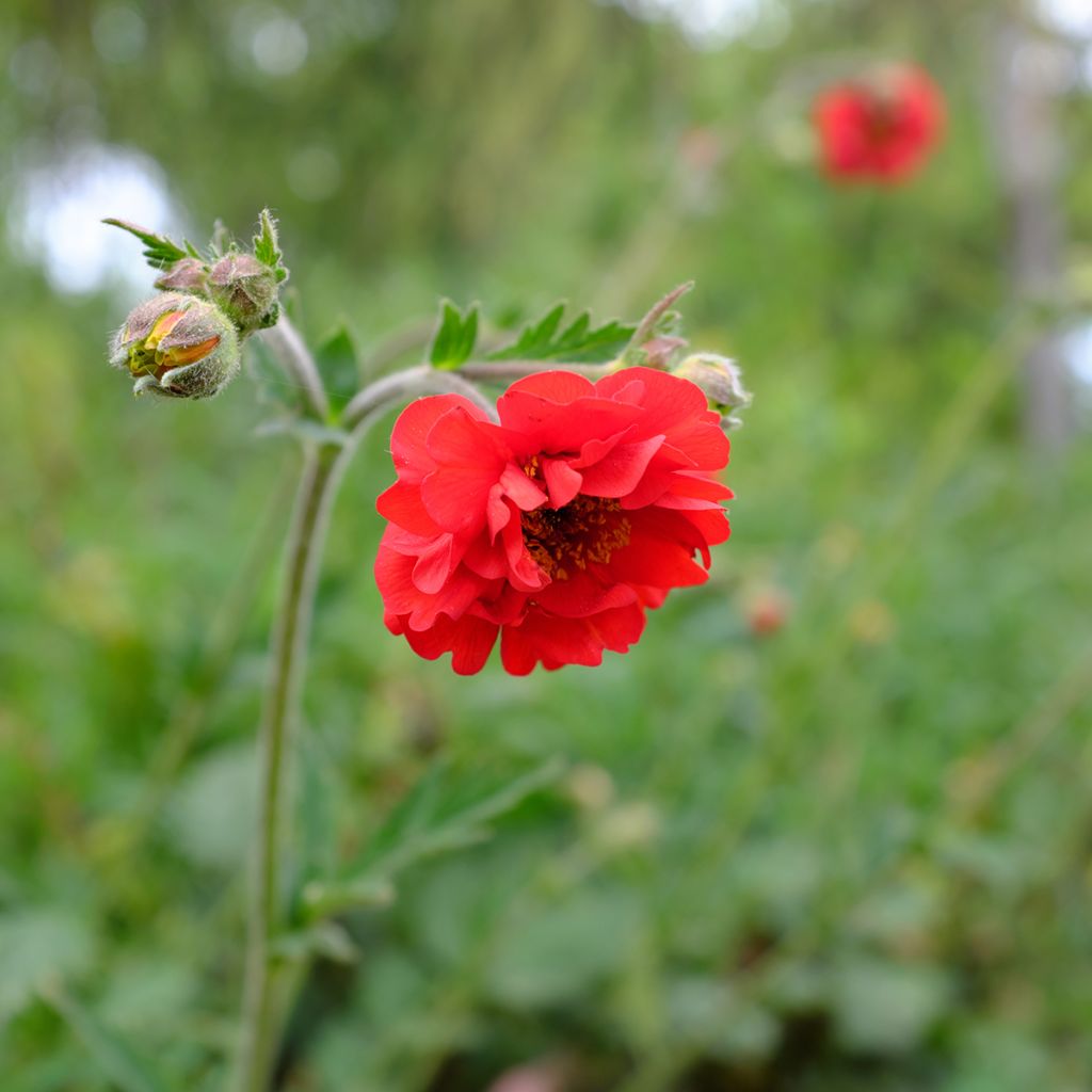 Geum chiloense Feuerball - Nagelkruid