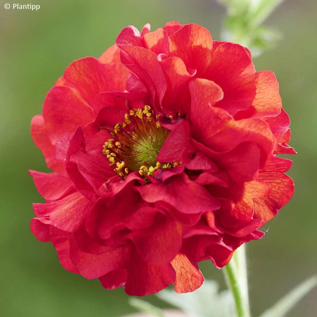 Geum Firestarter - Nagelkruid