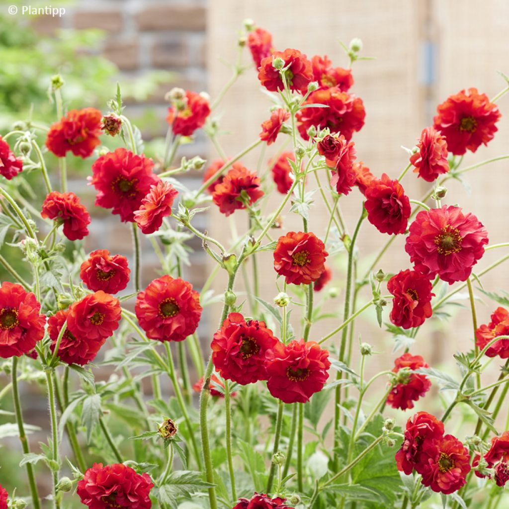 Geum Firestarter - Nagelkruid