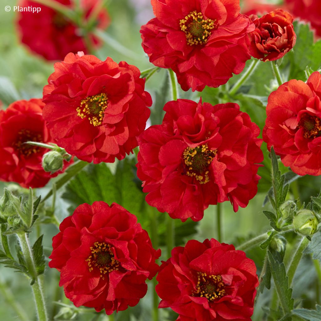 Geum Firestarter - Nagelkruid