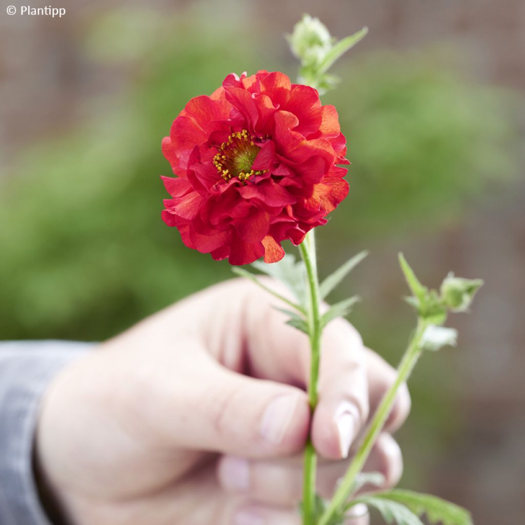 Geum Firestarter - Nagelkruid