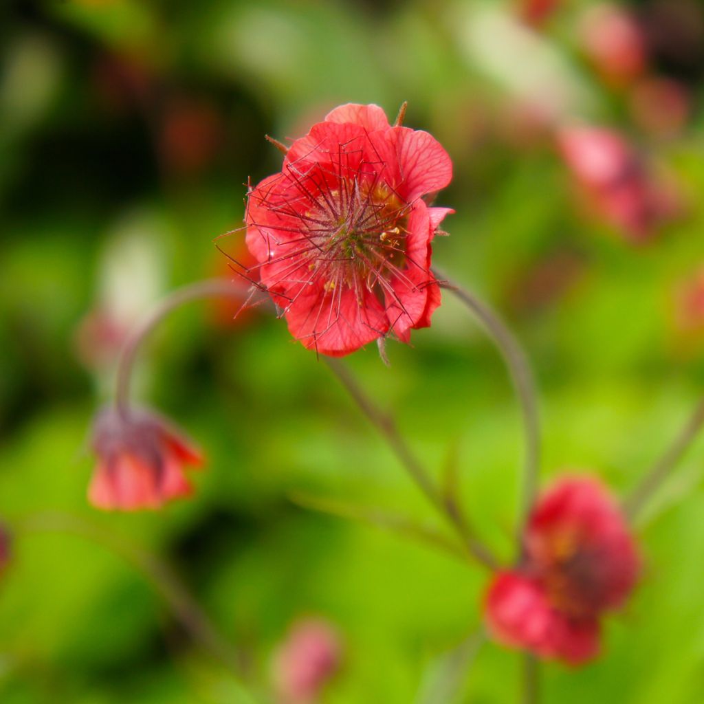 Geum Flames of Passion - Nagelkruid