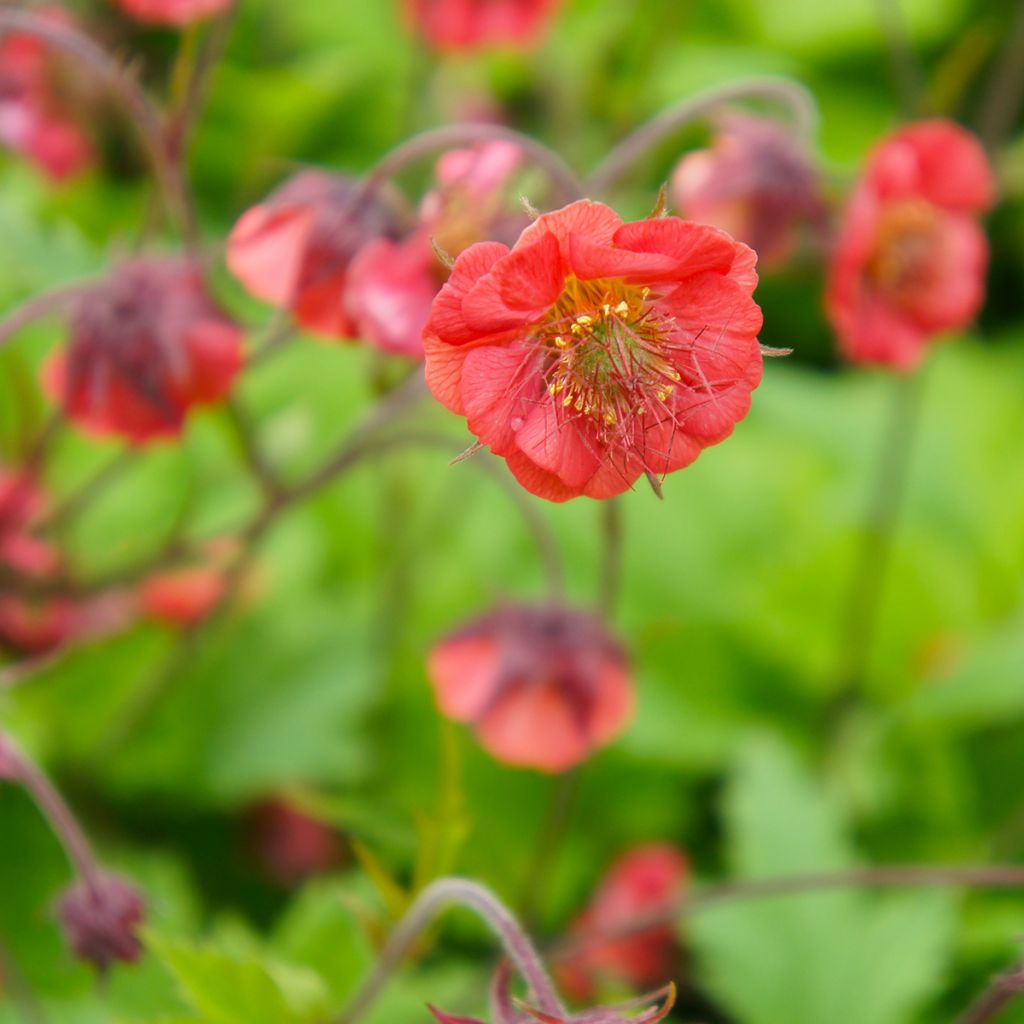 Geum Flames of Passion - Nagelkruid