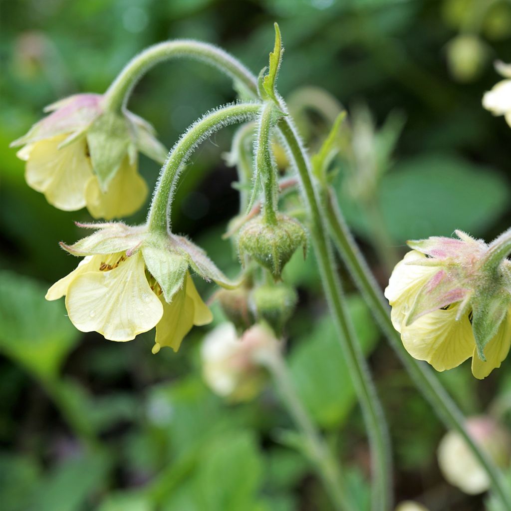 Geum rivale Lemon Drops - Knikkend nagelkruid