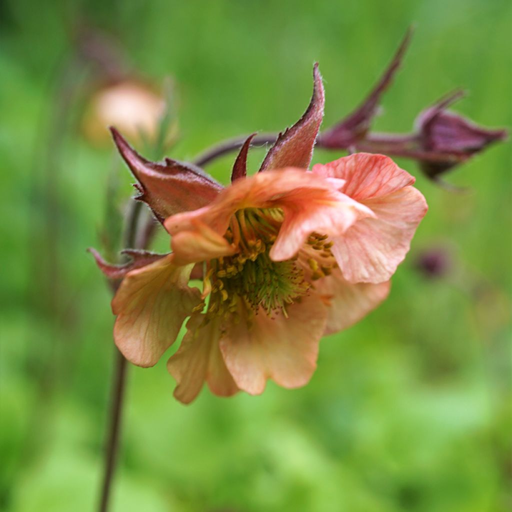 Geum Mai Tai - Knikkend nagelkruid