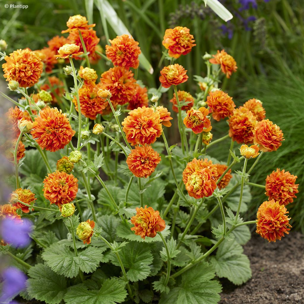 Geum Orange Pumpkin - Nagelkruid