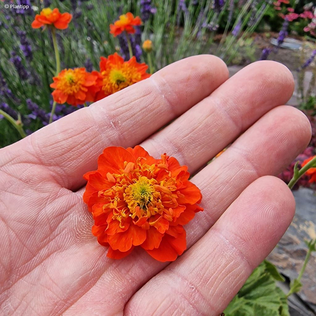 Geum Orange Pumpkin - Nagelkruid