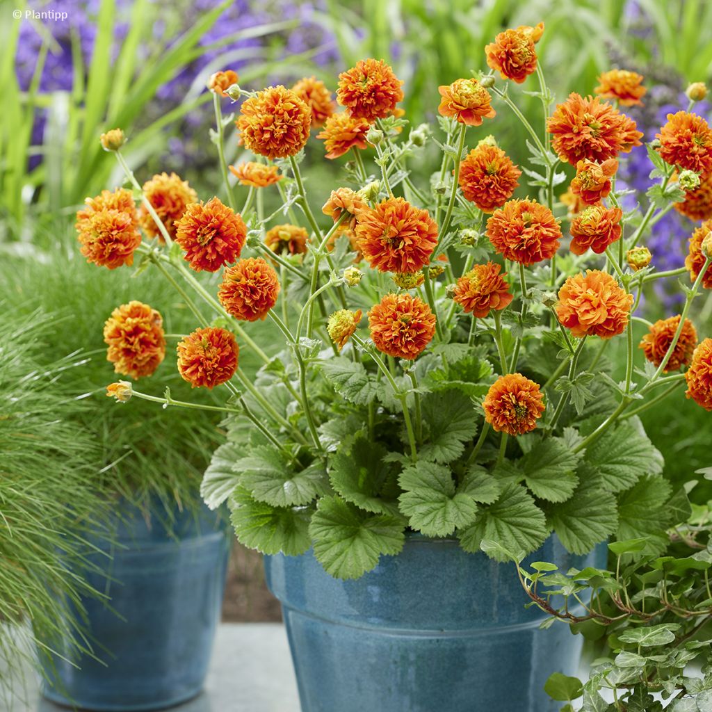 Geum Orange Pumpkin - Nagelkruid