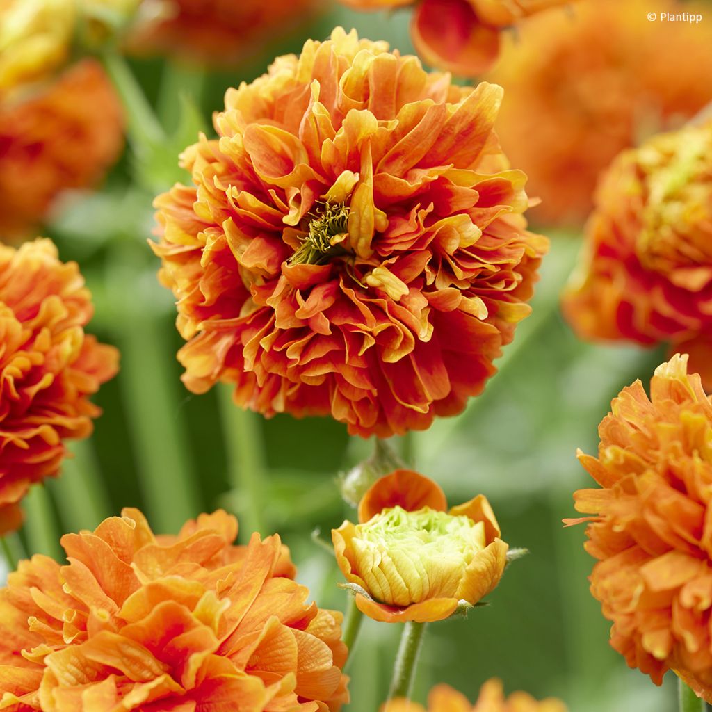 Geum Orange Pumpkin - Nagelkruid