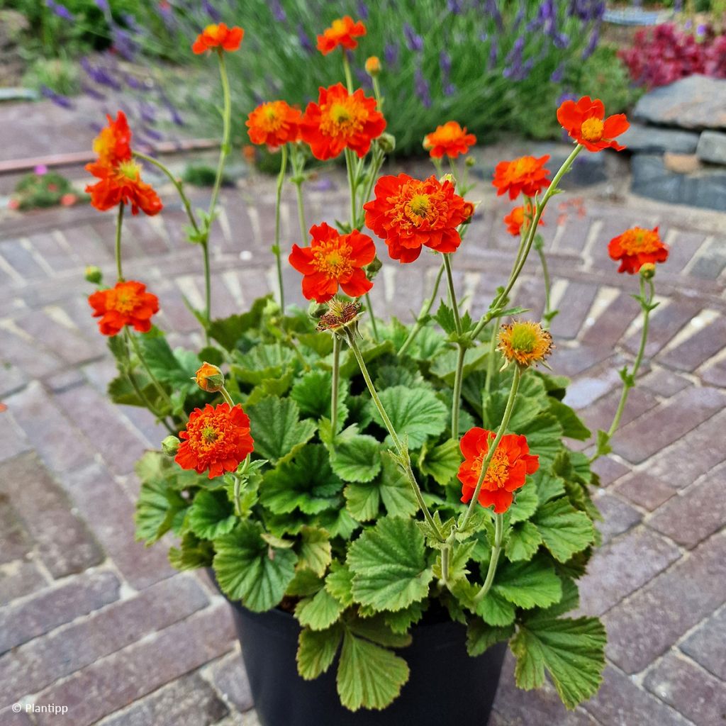 Geum Orange Pumpkin - Nagelkruid