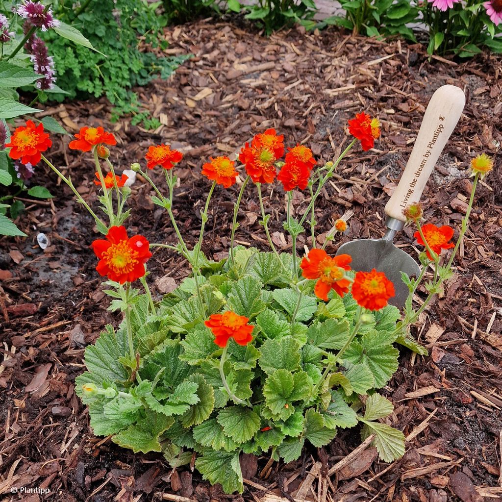 Geum Orange Pumpkin - Nagelkruid