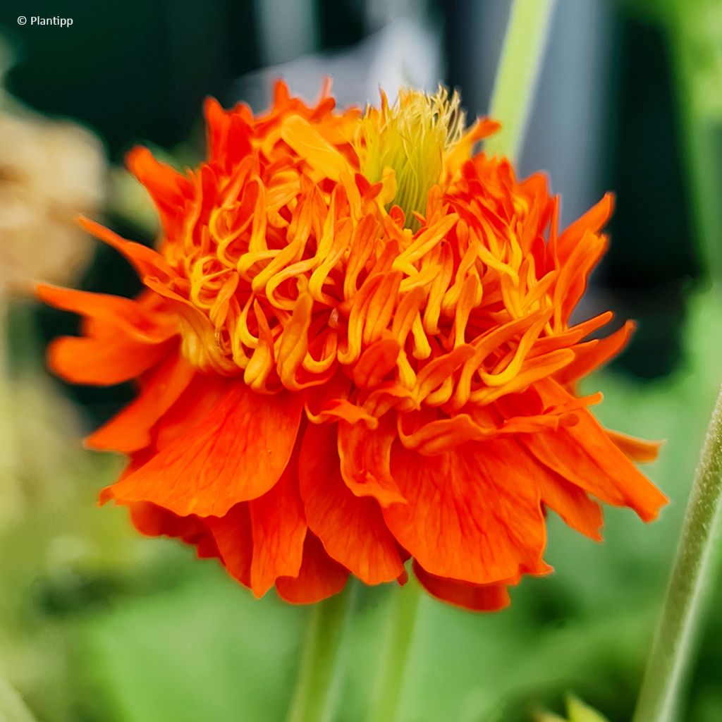 Geum Orange Pumpkin - Nagelkruid