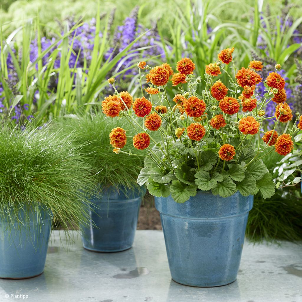 Geum Orange Pumpkin - Nagelkruid