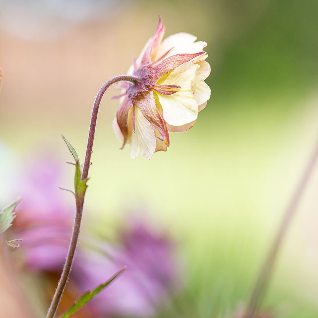 Geum Pretticoats Peach - Nagelkruid