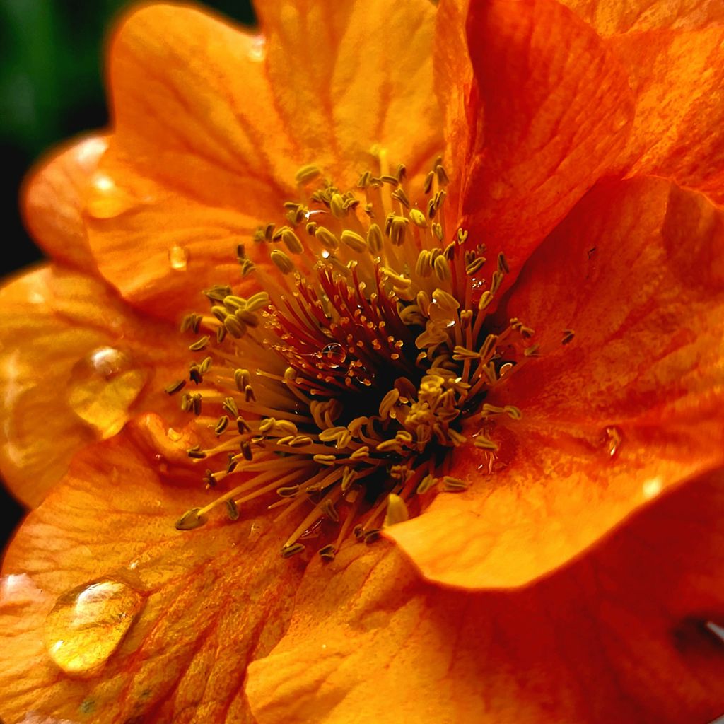 Geum Prinses Juliana - Nagelkruid