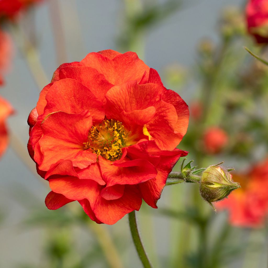 Geum Scarlet Tempest - Nagelkruid
