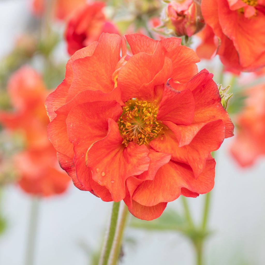 Geum Scarlet Tempest - Nagelkruid