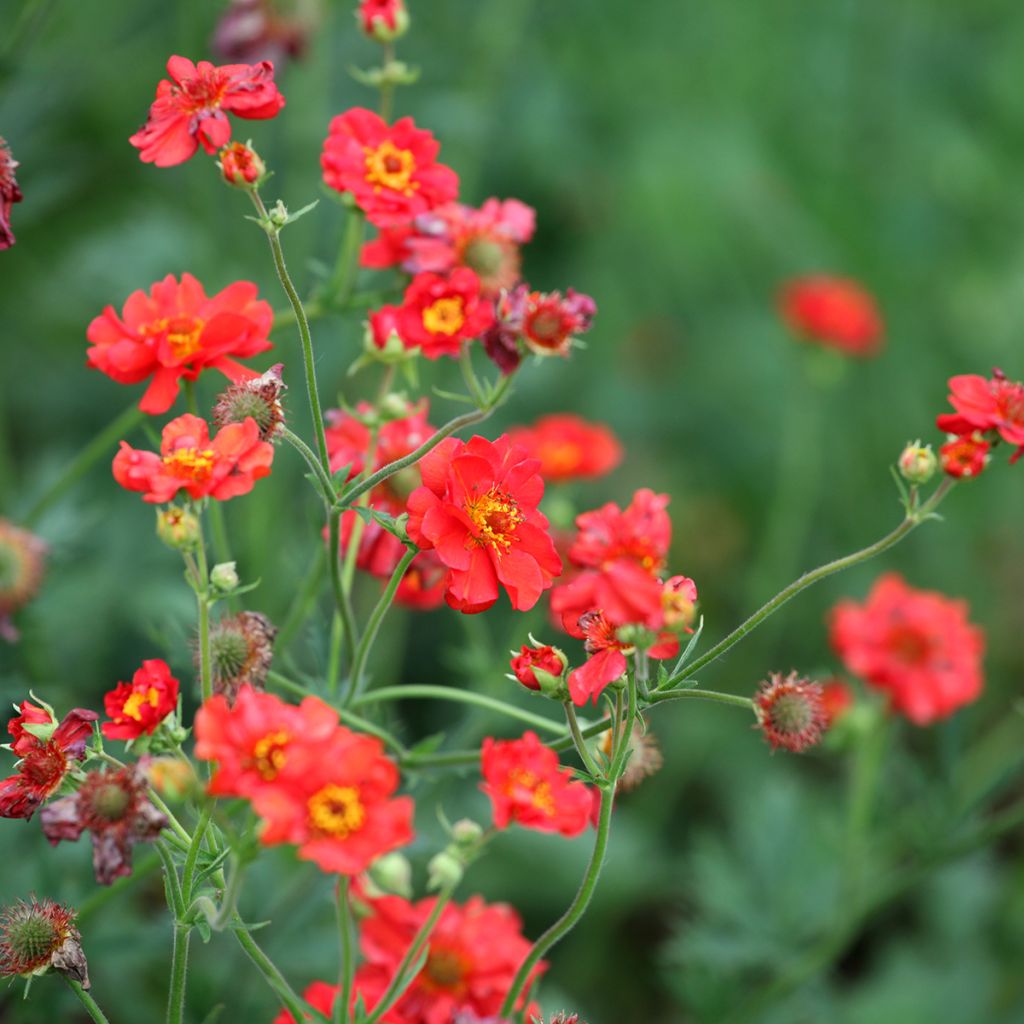 Geum Scarlet Tempest - Nagelkruid