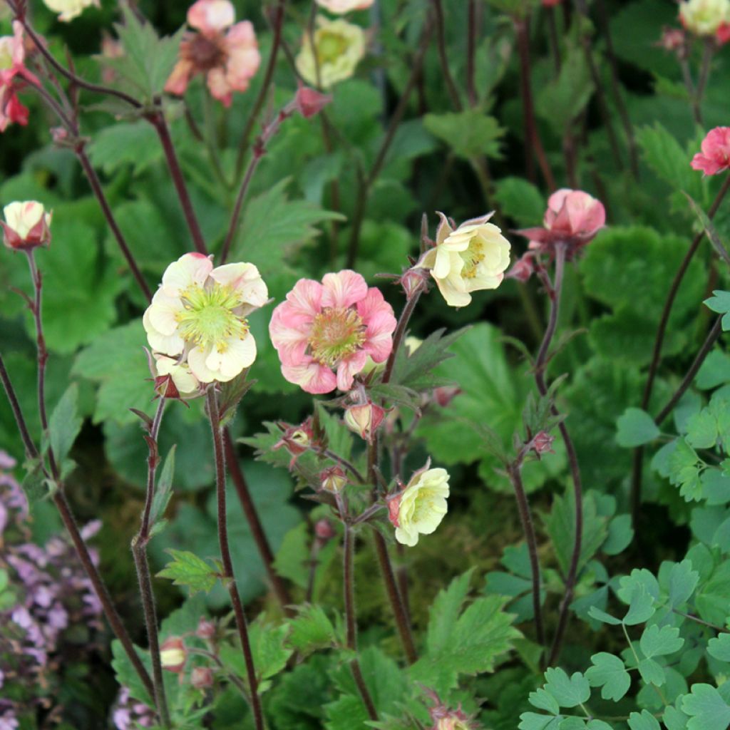 Geum Tempo Roze - Nagelkruid