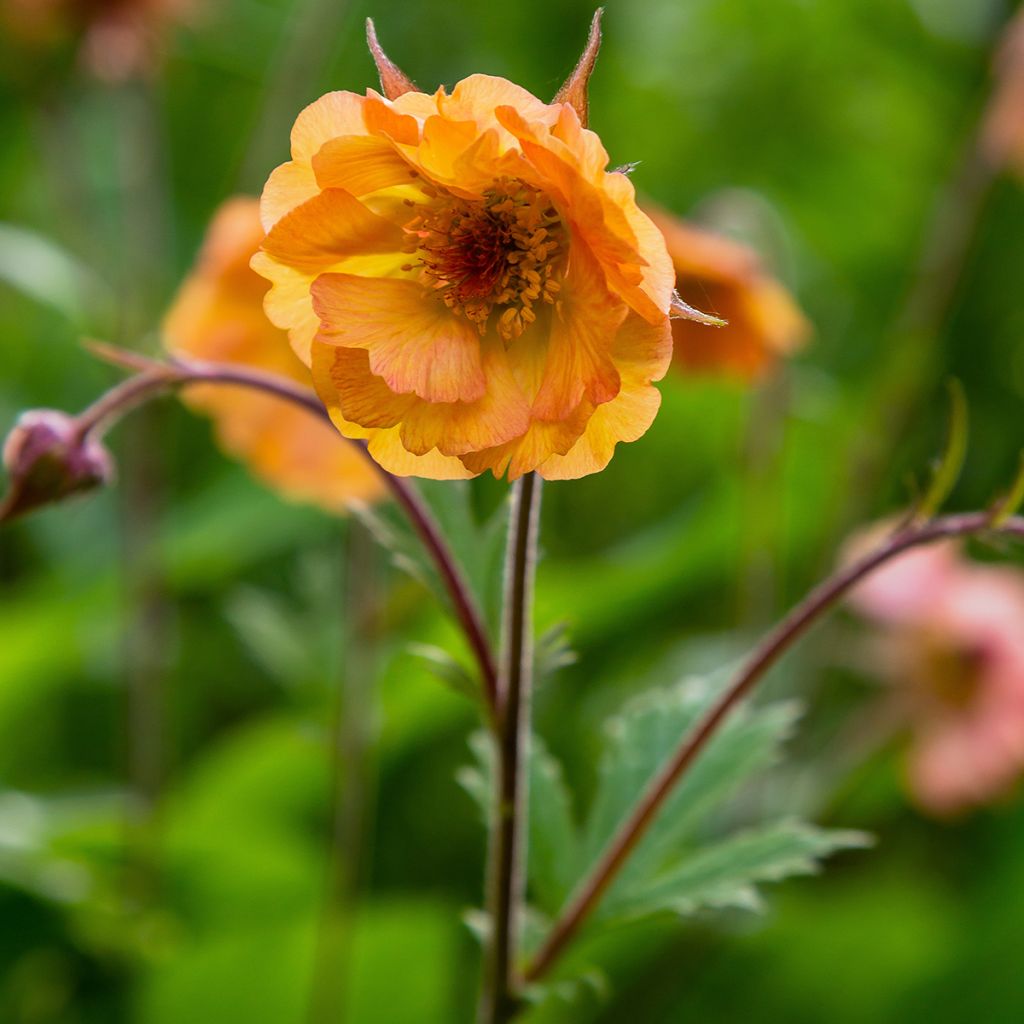 Geum Totally Tangerine - Nagelkruid