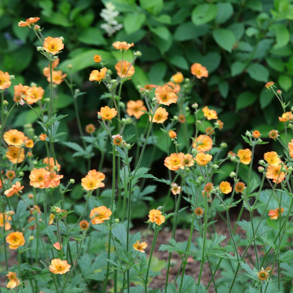 Geum Totally Tangerine - Nagelkruid
