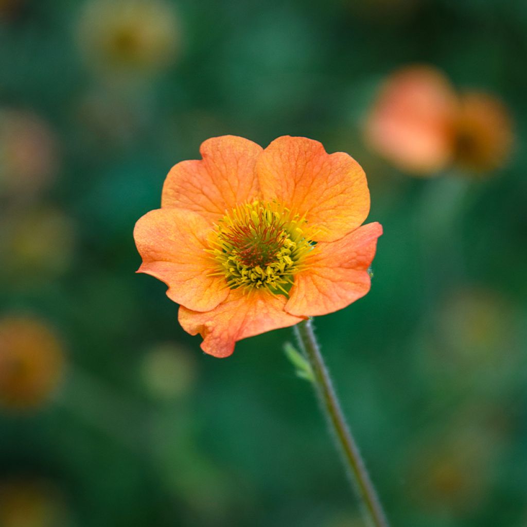 Geum Totally Tangerine - Nagelkruid