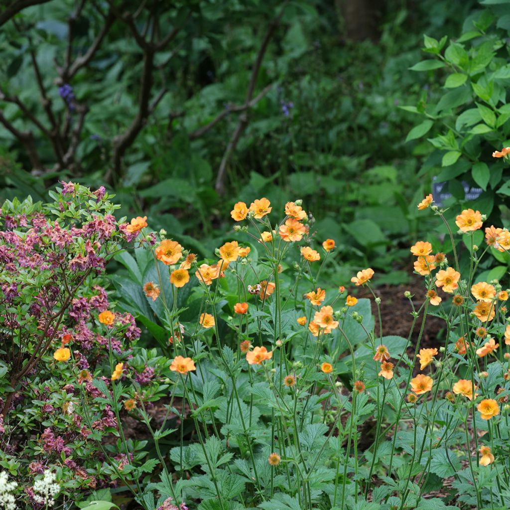 Geum Totally Tangerine - Nagelkruid