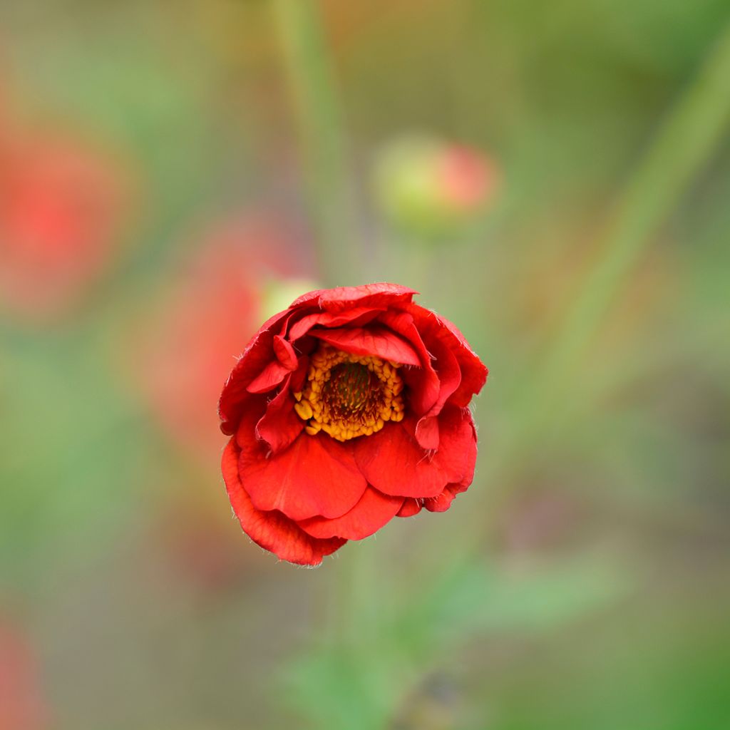 Geum chiloense Mrs Bradshaw - Nagelkruid