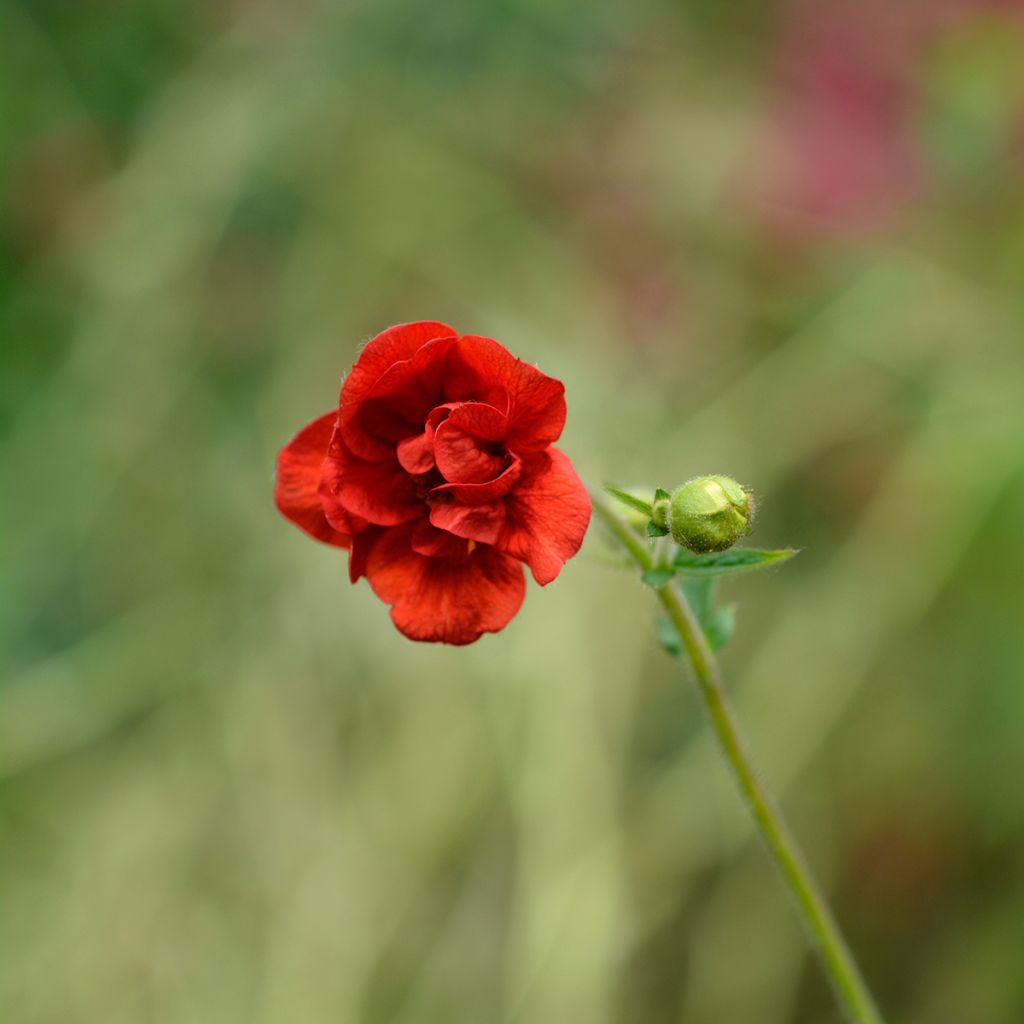 Geum chiloense Mrs Bradshaw - Nagelkruid