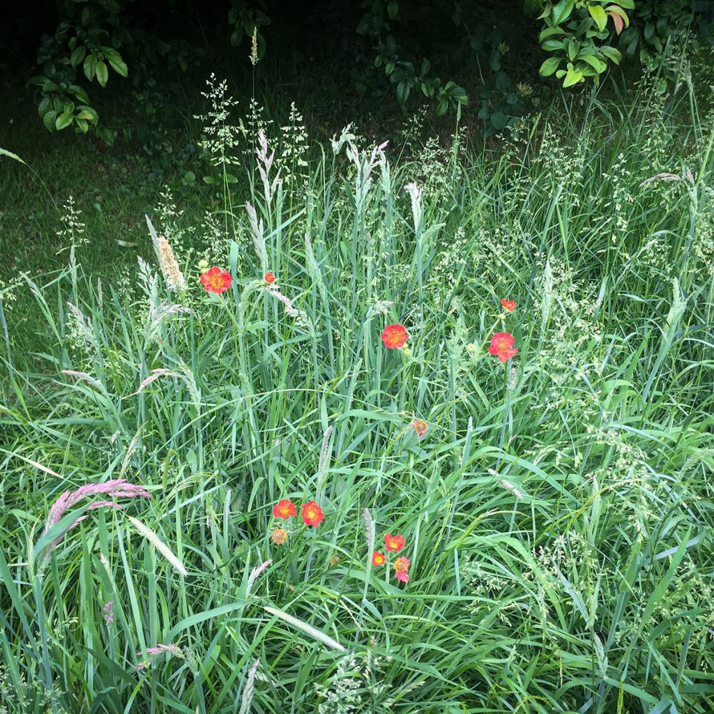 Geum chiloense Mrs Bradshaw - Nagelkruid