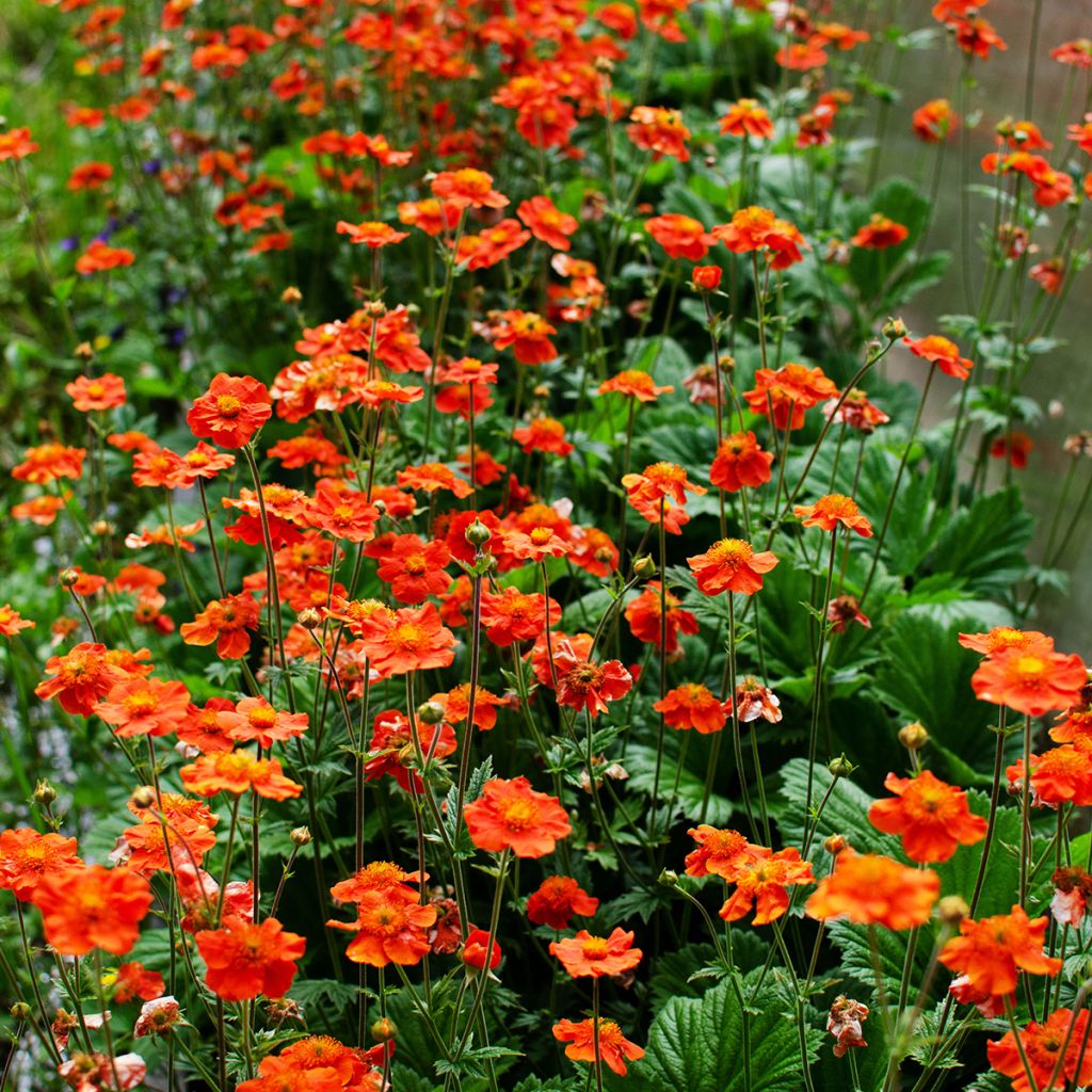 Geum coccineum Borisii - Nagelkruid