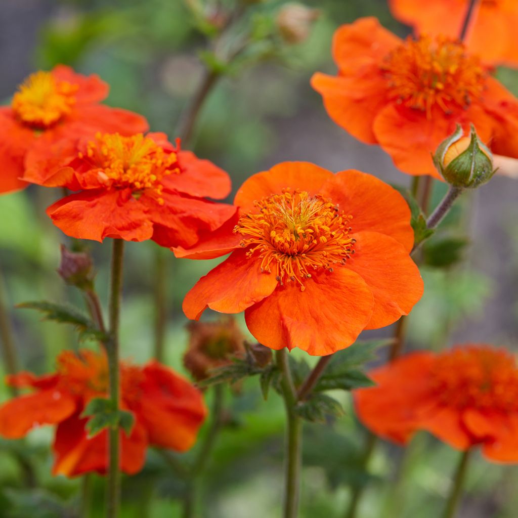 Geum coccineum Feuermeer - Nagelkruid